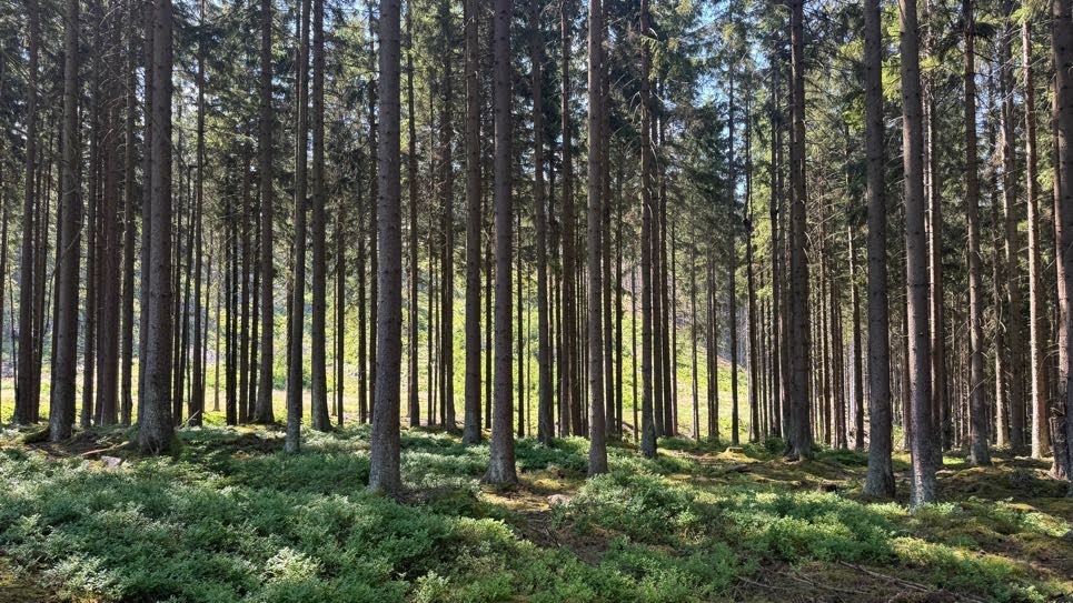 Víkendové Brdy s PCT bandou - den poslední
