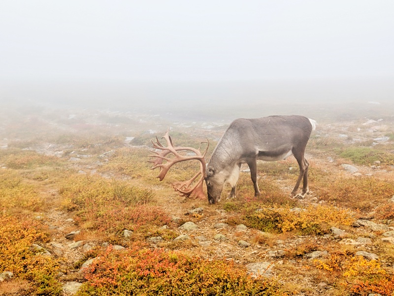 Pallas-Yllästunturin kansallispuisto day 2