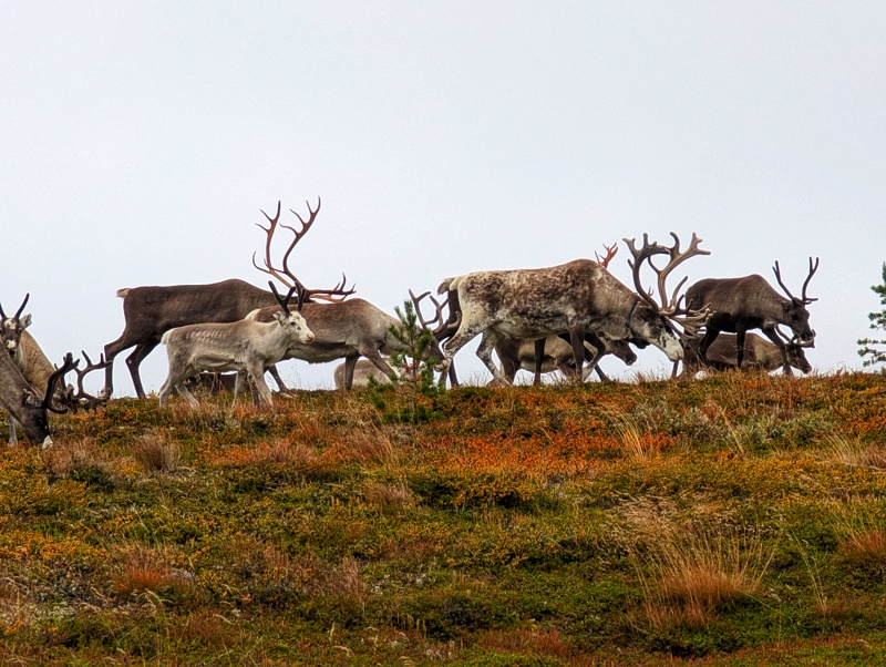 Pallas-Yllästunturin kansallispuisto day 3